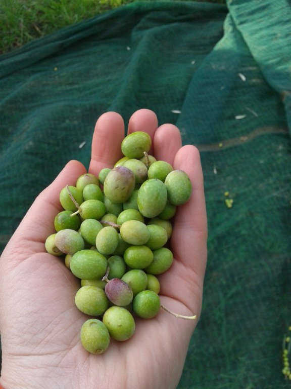 http://www.olivekiara.com/084.jpg
