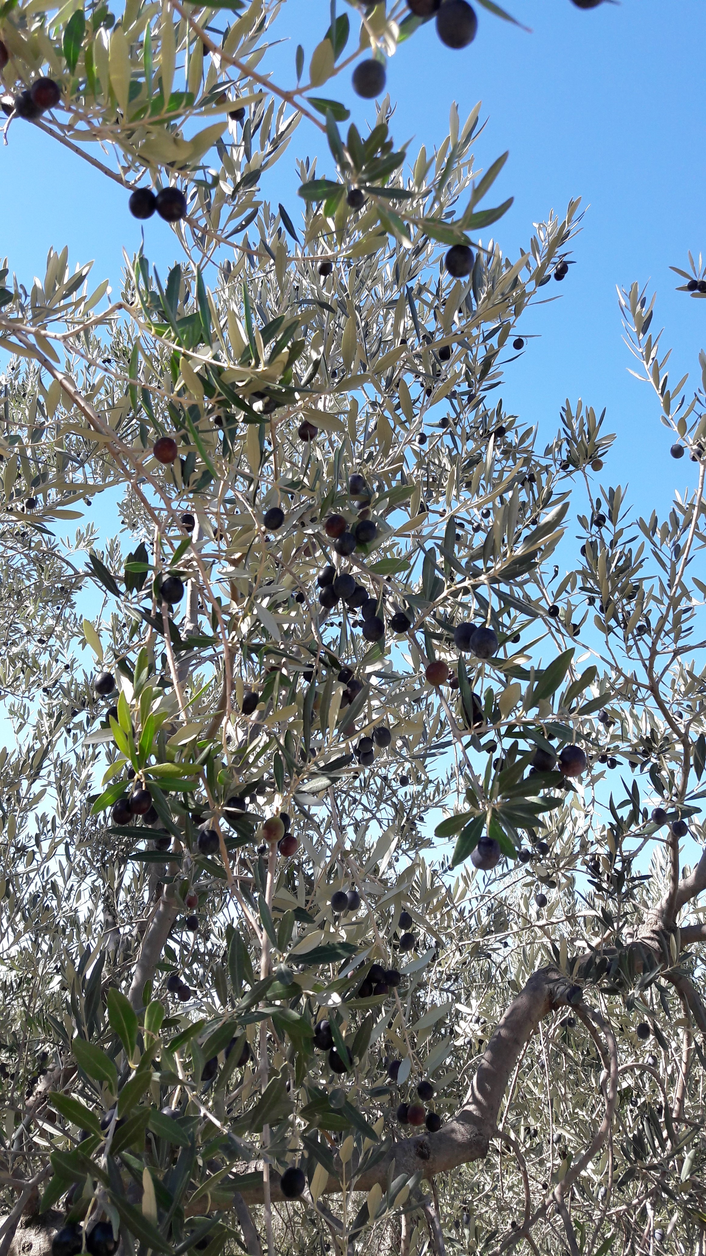 http://www.olivekiara.com/20171016_145358.jpg