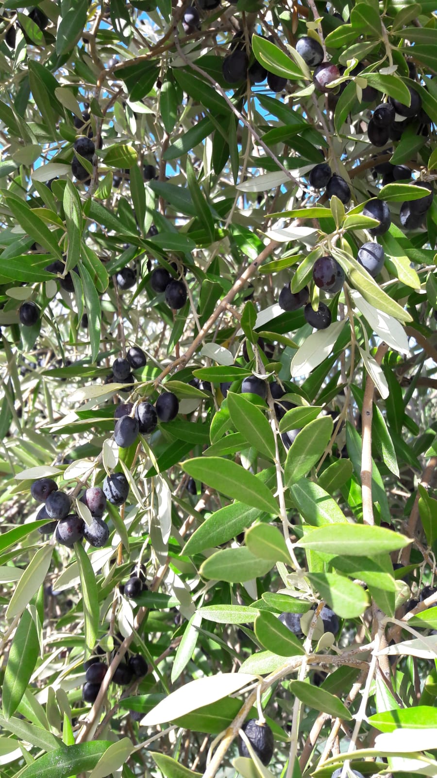 http://www.olivekiara.com/20181026_150853.JPG