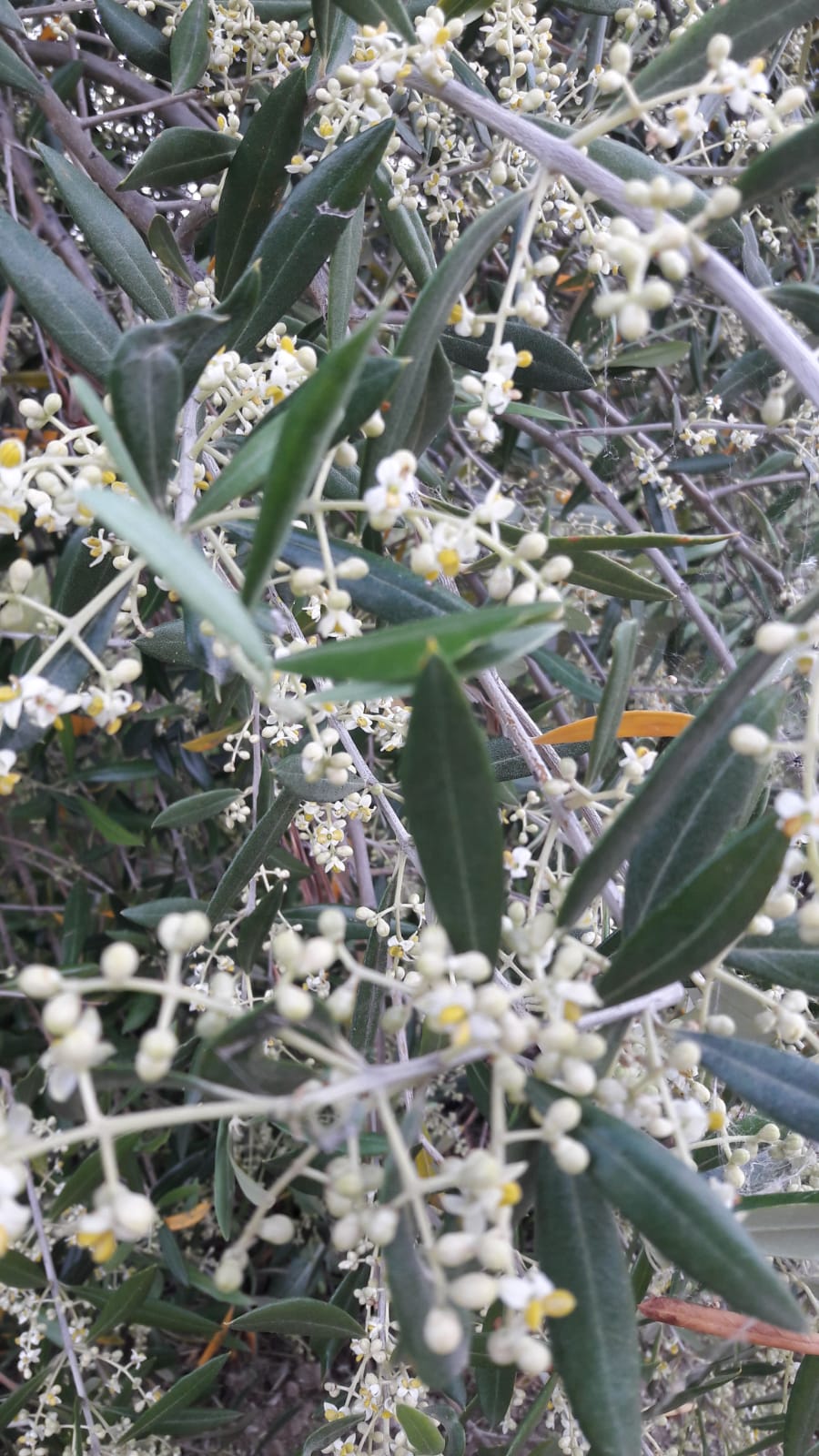 http://www.olivekiara.com/20190606_164021.JPG