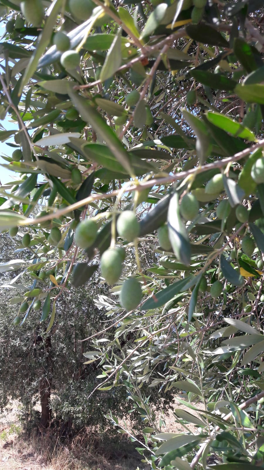 http://www.olivekiara.com/20190730_162105.JPG