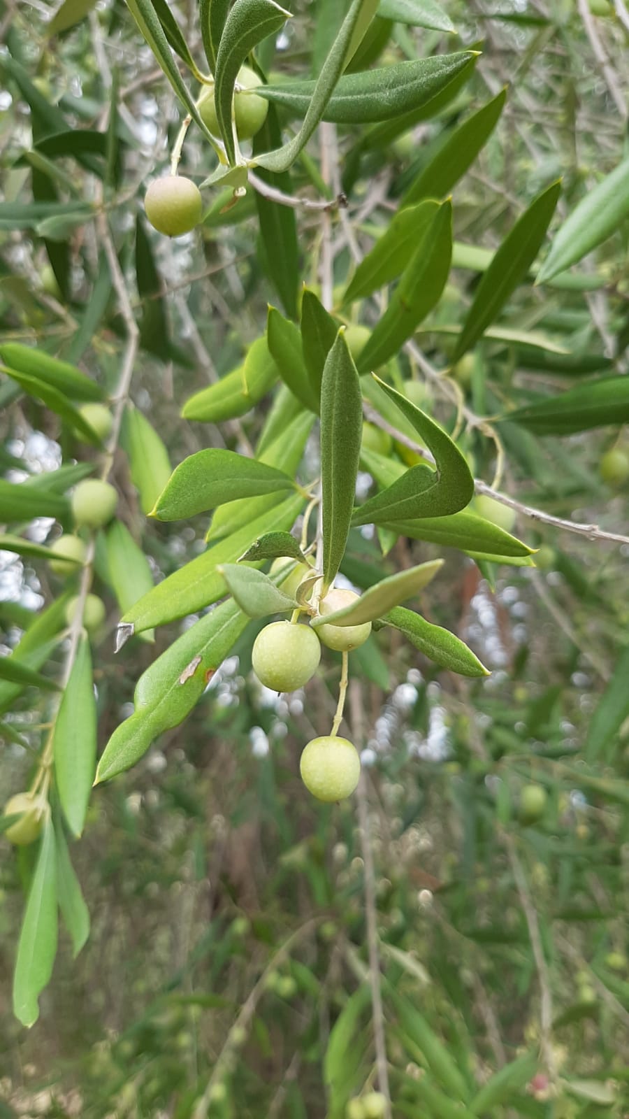 http://www.olivekiara.com/20190919_125510.JPG
