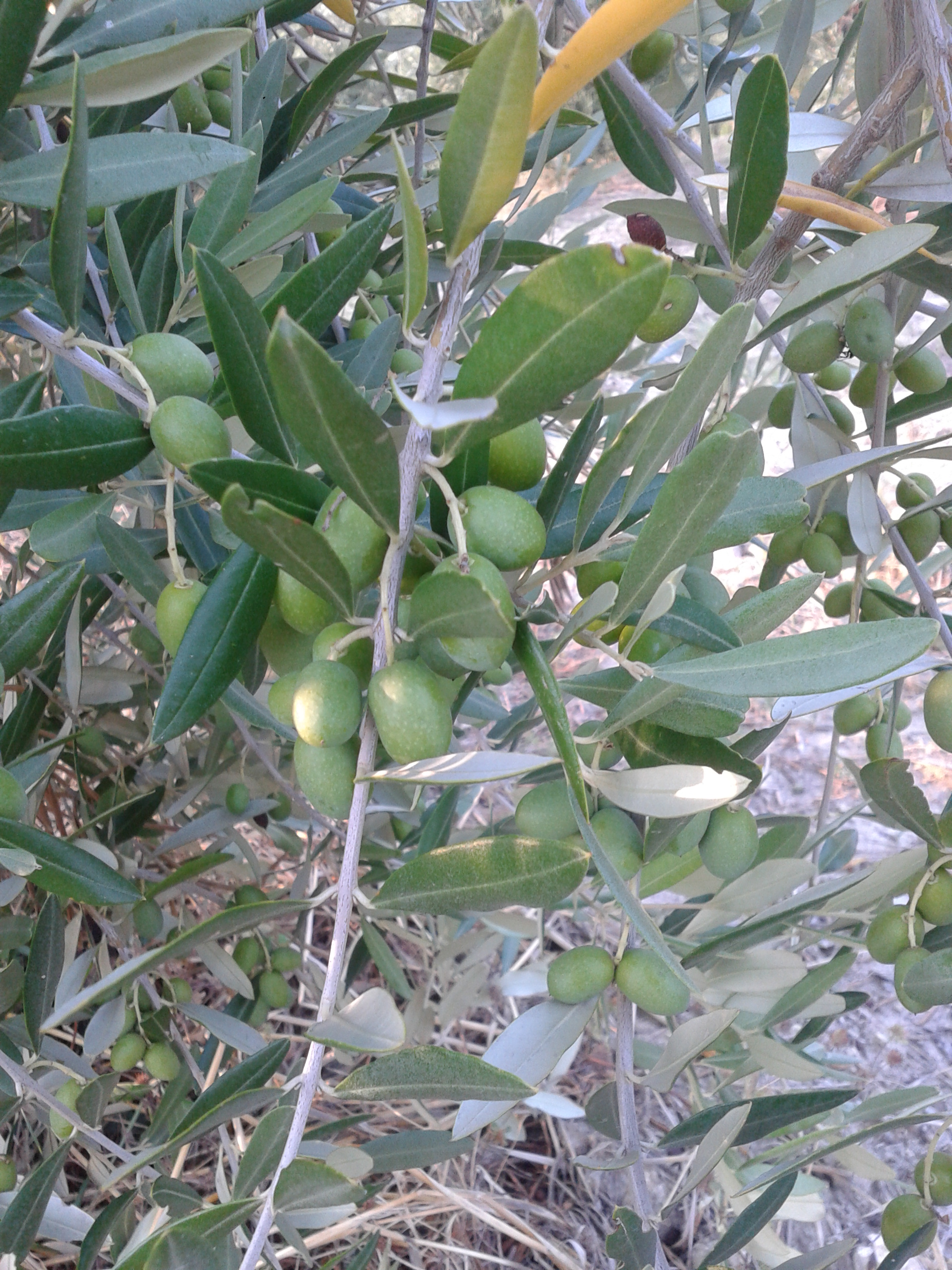 http://www.olivekiara.com/mt-img/20140828_185312%20%281%29.jpg