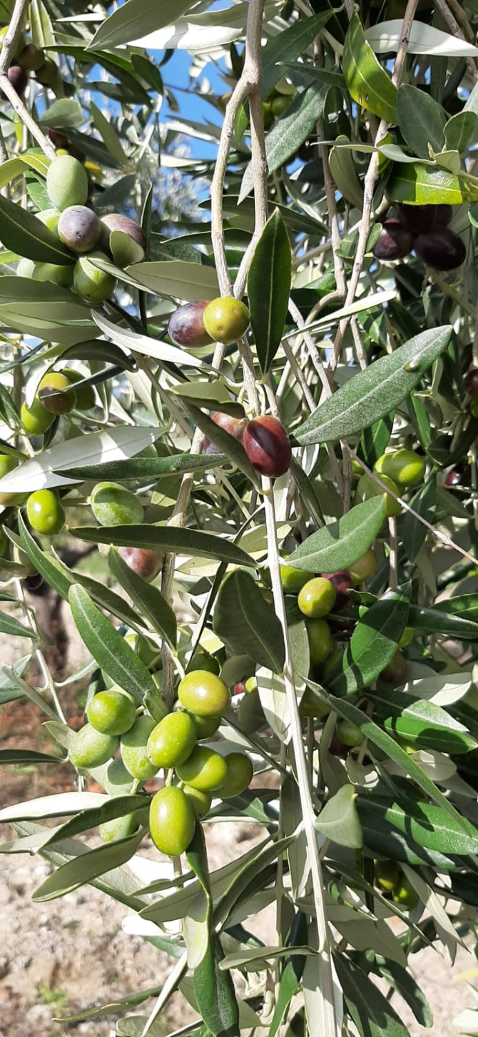 https://www.olivekiara.com/20201010_130544.png