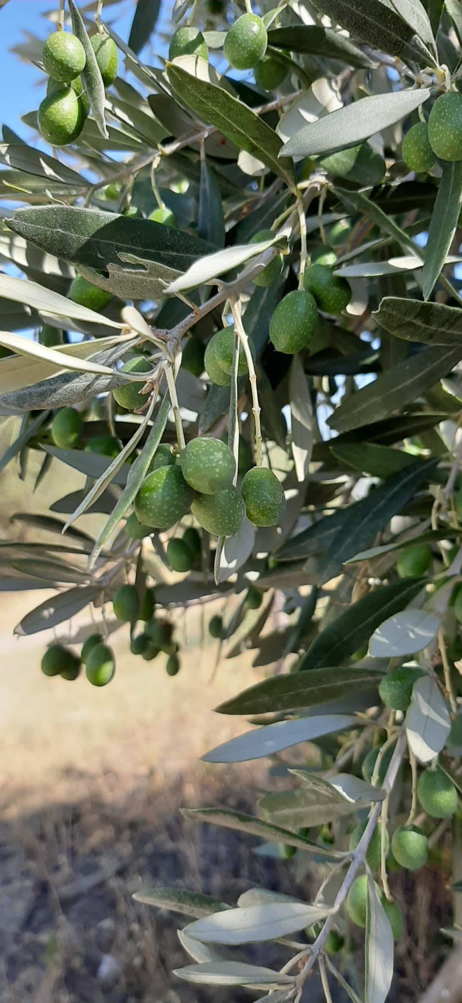 https://www.olivekiara.com/20210807_142217.JPG